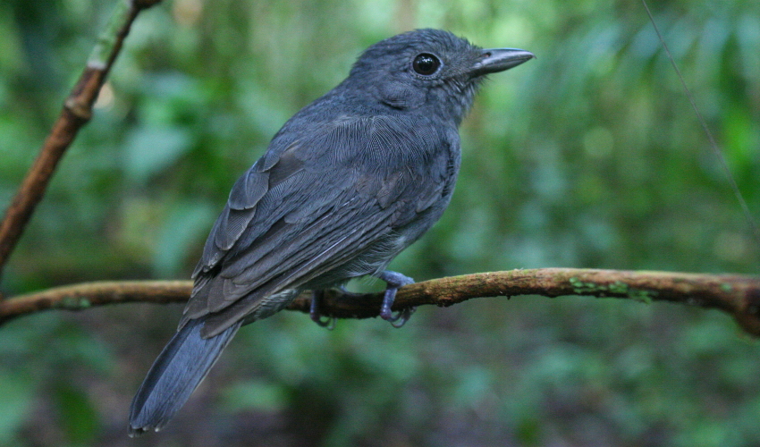 A gray bird sits on a tree branch, with green leaves in the background