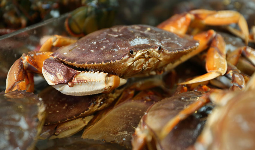A photo of a dungeness crab