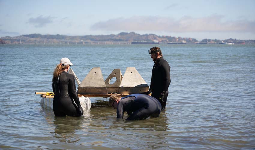 Three people doing a trial installation of their manmade oyster reefs