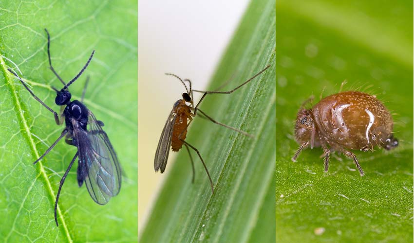 Two gnats and a springtail on leaves