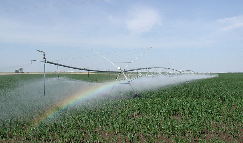 A photo of a cornfield being irrigated.