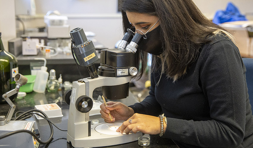 SF State master’s student Daniela Sanchez working in lab.