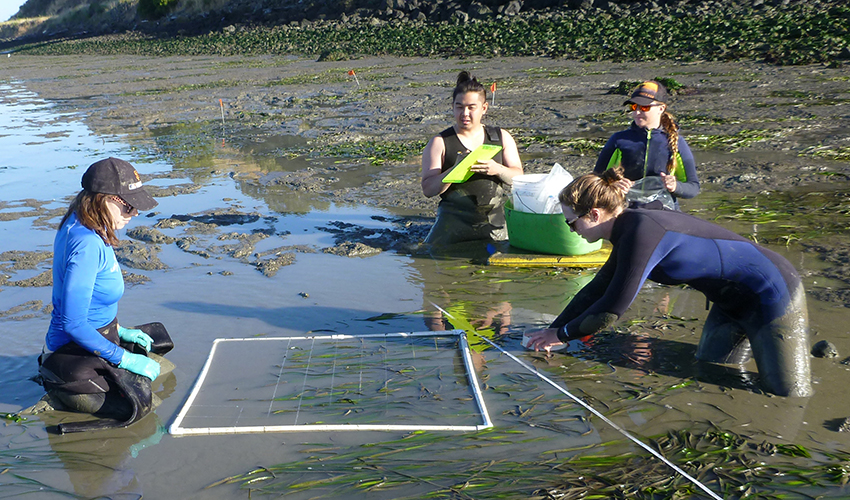 A photo of three SF State students and an SF State research technician measuring eelgrass in San Francisco Bay.