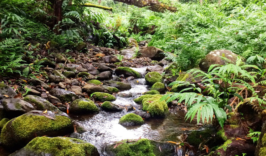 A photo of a mixed streambed of bedrock and alluvial cover in Waianaia Gulch on the wet-side of Kohala Peninsula.