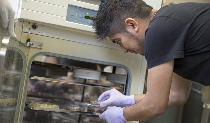 Student puts petri dish in containment fridge