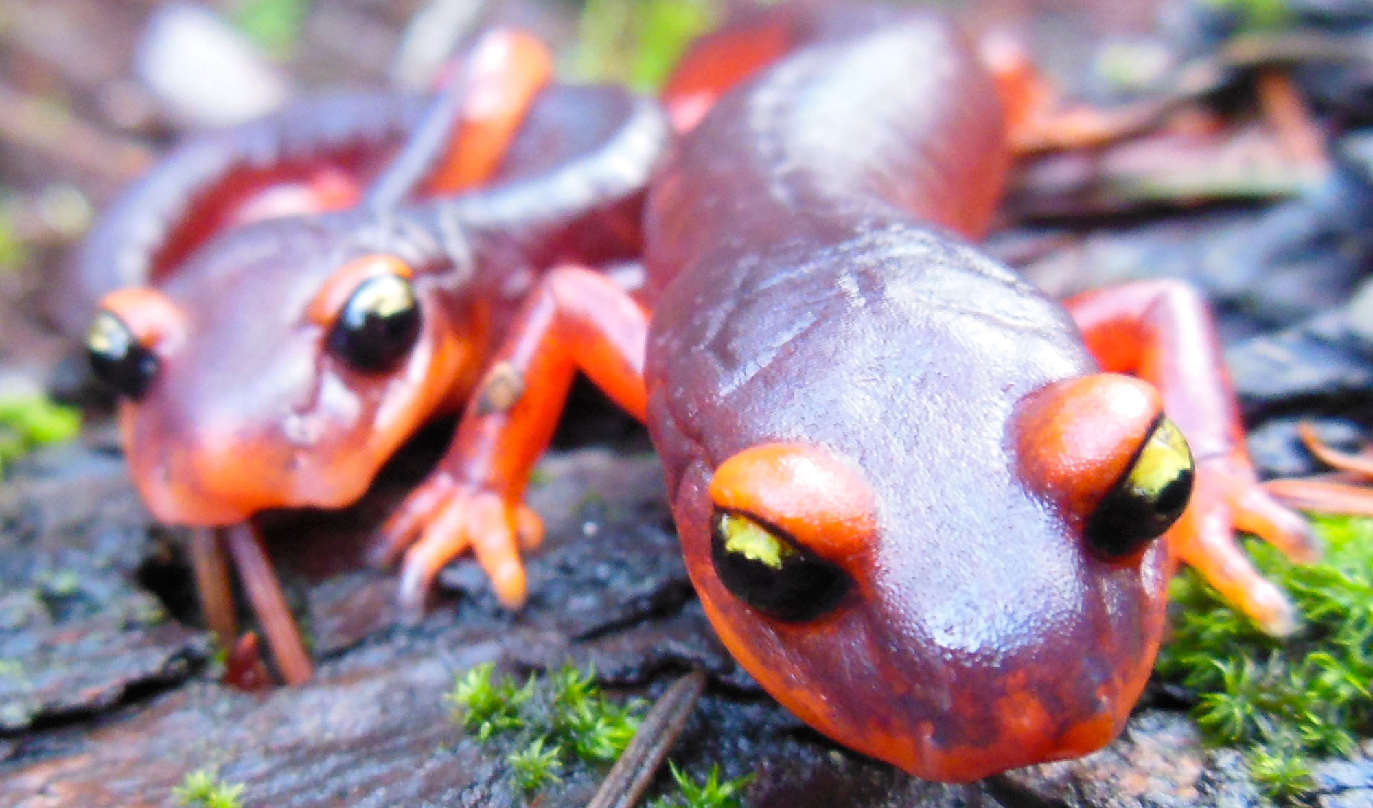 A photo of an Ensatina salamander
