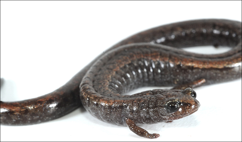 A photo of a California slender salamander