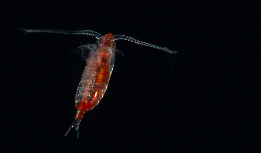 Microscope image of a small, red marine crustacean on a black background