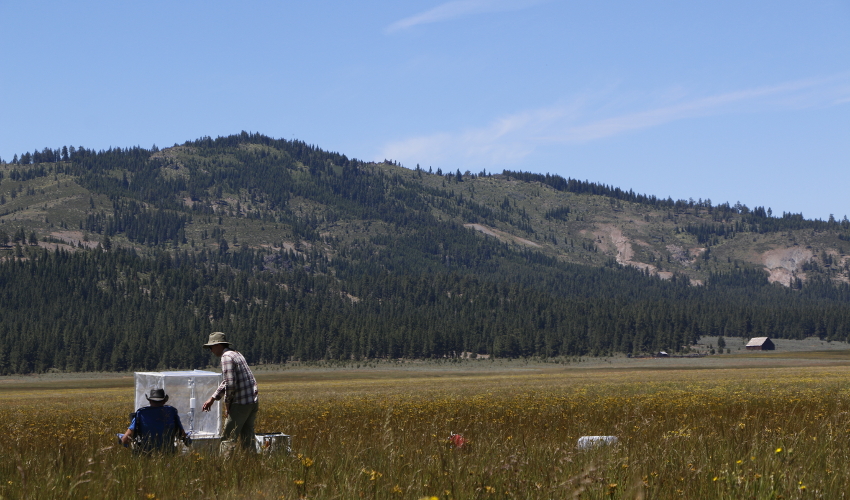 Two researchers look at a plastic cube in a field full of yellow flowers with hills in background