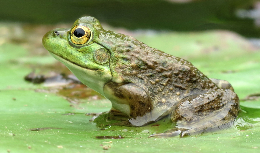 A green frog sits on a pond lilypad