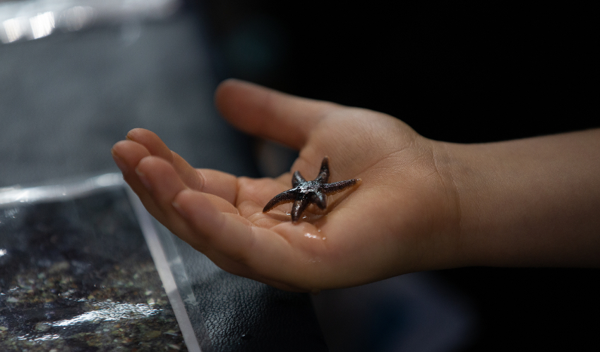 A child's hand holding a small sea star