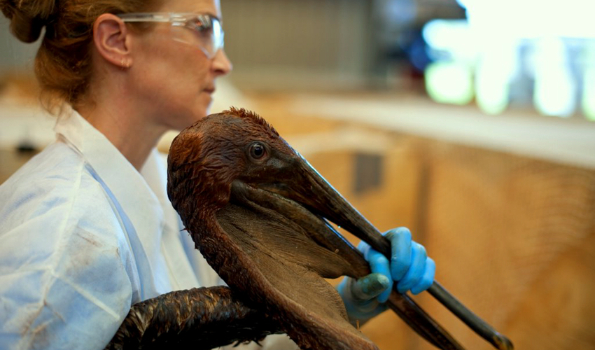 A woman in a white lab coat and blue gloves holds the beak of a pelican covered in oil