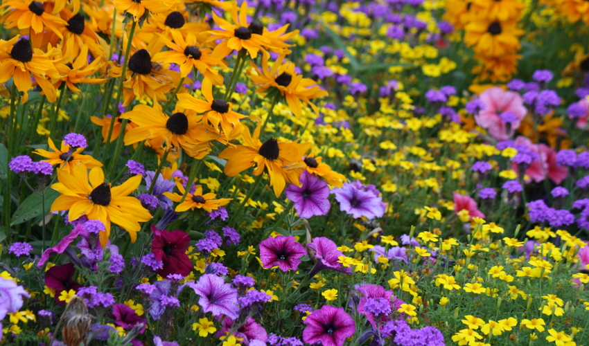 A field of yellow, purple and pink flowers