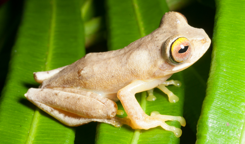 Pale brown frog sitting on a leaf