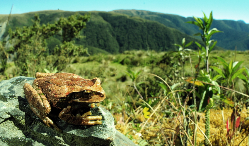 A brown frog sits on a rock with tree-covered mountains in the background