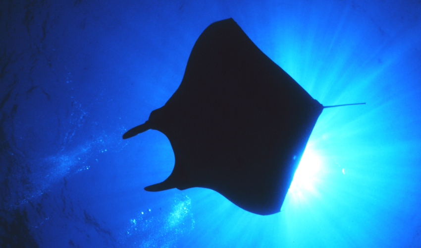 the silhouette of a manta ray from below, backlit by the sun