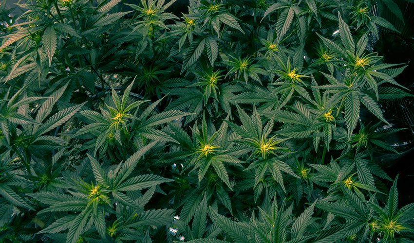 A dozen bright green marijuana plants.
