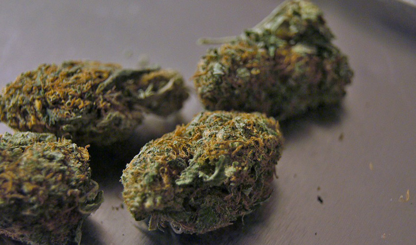 Marijuana buds