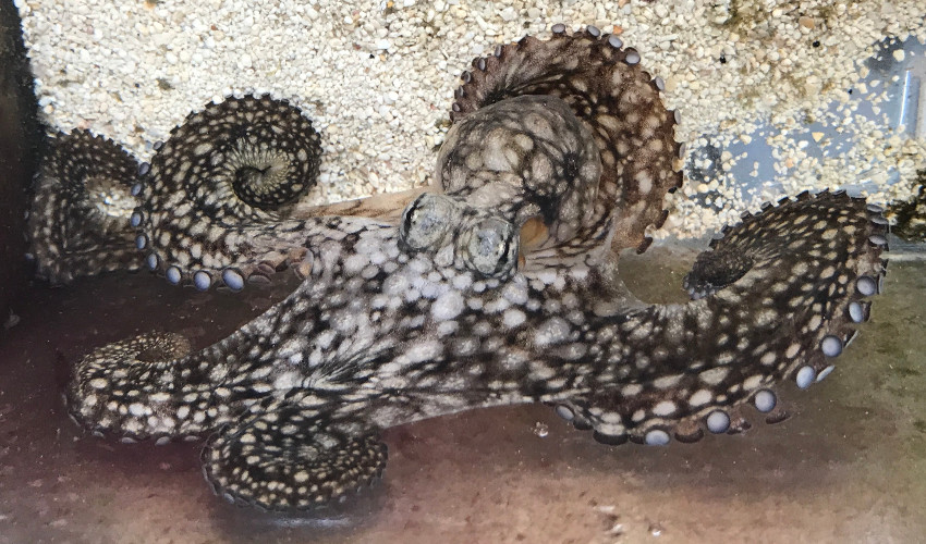 White and brown spotted octopus