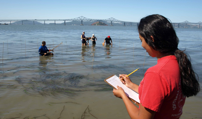 With the Richmond Bridge in the background, a female student in a red T-shirt documents observations on a clipboard while a group of five student researchers wade hip-deep in the bay