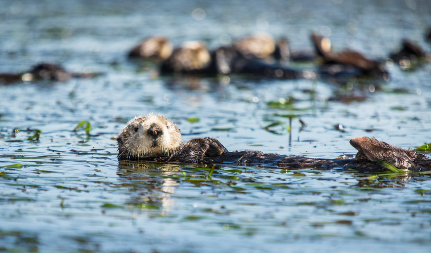 Otters float in water, surrounded by aquatic grasses