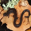 Santa Lucia Mountains slender salamander, Batrachoseps luciae
