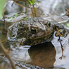 A photo of a frog in a pond