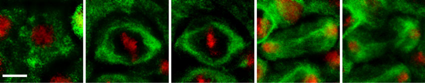 Confocal microscope image of a cell dividing in a fly embryo