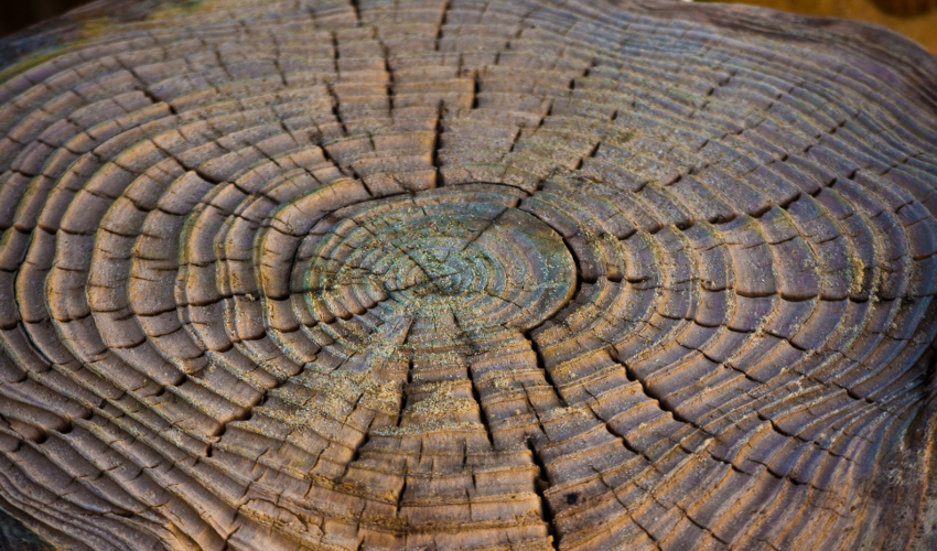 An aged tree stump with visible, raised rings