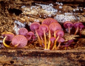 Photo of Chromosera cyanophylla by M.G. Wood