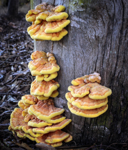Photo of Laetiporus gilbertsonii by F.A. Stevens