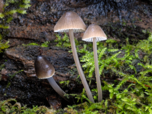 Photo of Mycena abramsii by B.A. Perry