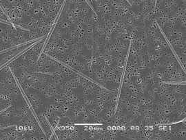 A scanning electron micrograph image of the phytoplankton species Pseudo-nitzschia cuspidata