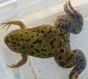 Photo of an African Clawed Frog