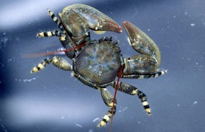 A photo of a Petrolisthes cinctipes porcelain crab