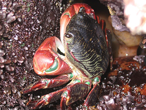 Photo of a lined shore crab