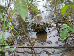 An anaxyrus americanaus frog