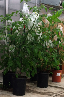Photo of tomato plants in a greenhouse, with some of their floral clusters covered with mesh bags.