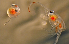 Photo of porcelain crab embryo.