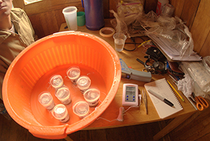 A photo of an orange water bucket containing plastic cups, themselves containing frogs, and other lab equipment.