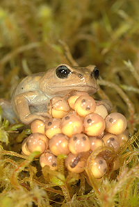 A photo of a female Brophryne cophites frog attending her eggs.
