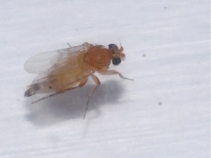 A photo of a phorid fly parasite.