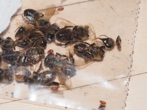 A photo of honey bees infected with parasitic phorid flies.