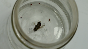 Photo of a dead honeybee from which phorid fly parasite larvae have emerged.