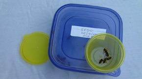 Photo of zombees, collected and stored by a volunteer zombee hunter.