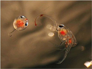 A photo of a porcelain crab embryo and larva