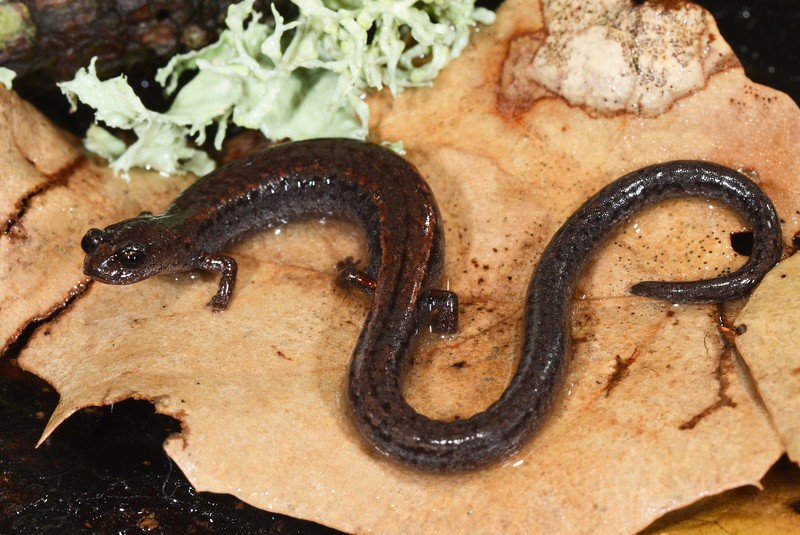 photo of a Santa Lucia Mountains slender salamander – a brown salamander on a leaf