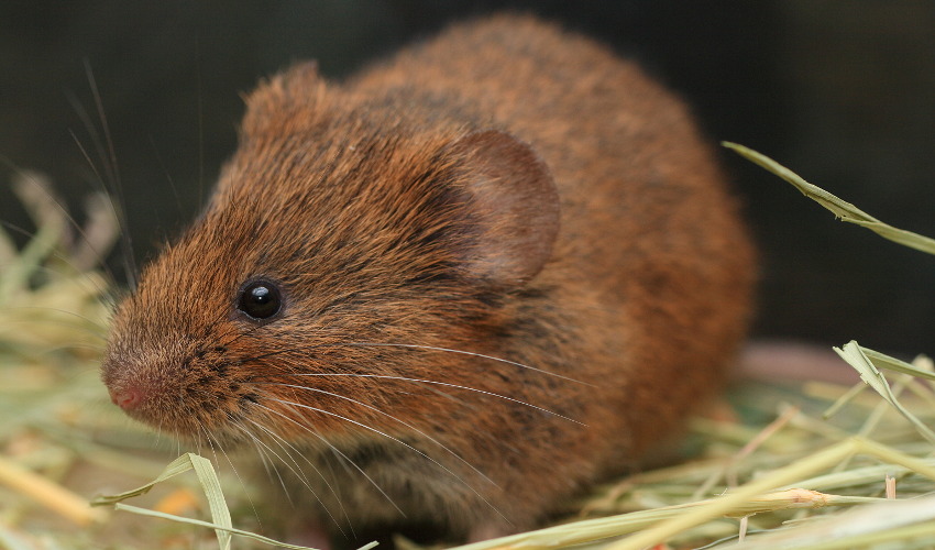 Brown, fluffy rodent