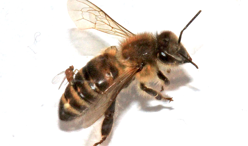 A. borealis female ovipositing on bee.