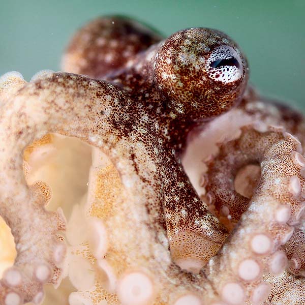 Octopus bocki studied in Robyn Crook's lab